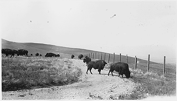 Buffalo Grazing on the Flathead Indian Reservation (53KB)