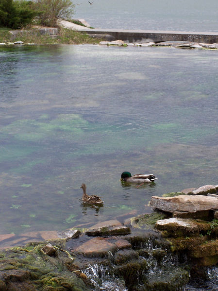 Mallards swimming in Giant Springs, Great Falls, Cascade County, Montana