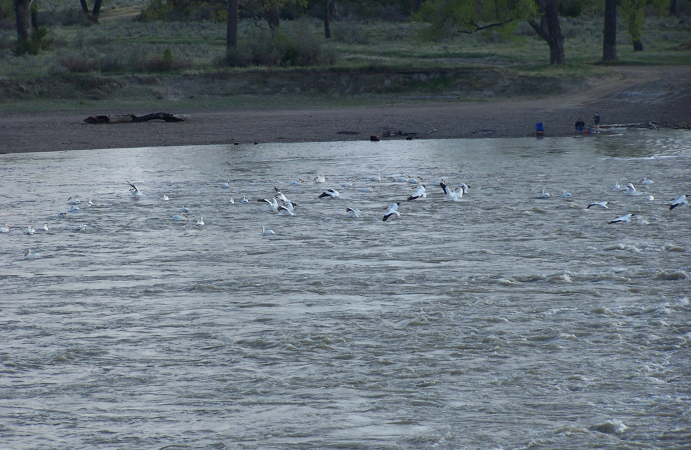 Pelicans on the Yellowstone River at Intake, Dawson County, Montana