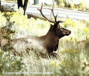 Bull Elk Resting, West Yellowstone, Gallatin County,  Montana