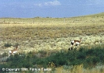 t_garfield-cohagen-antelope-doe-fawn.jpg (2855 bytes)