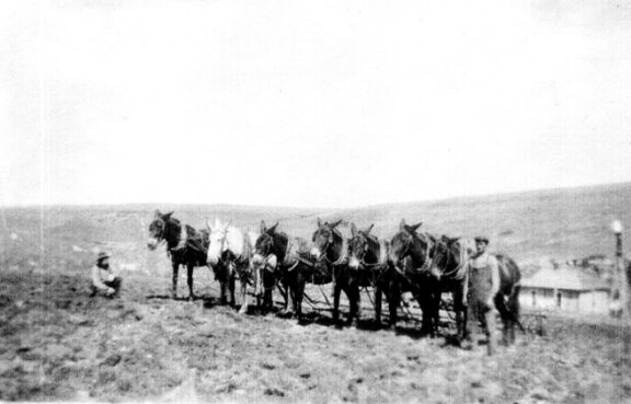 Bill Ellis With a 7 Abreast Mule Team