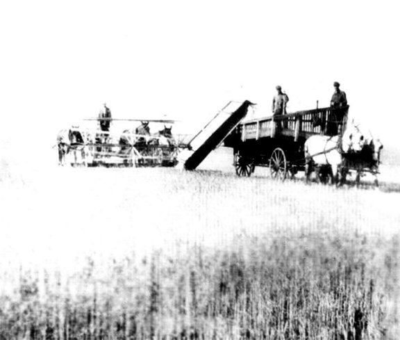 Harvesting Grain at the Ellis Ranch, Utica