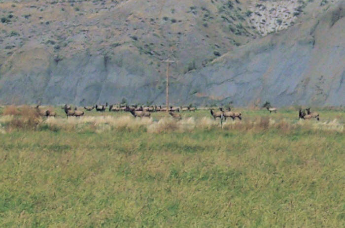 Elk on the Musselshell River bottom, Petroleum County, Montana