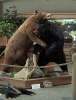 (NonLiving) Bears Display