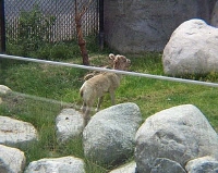 Bighorn Sheep Baby