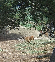 Sitka Deer