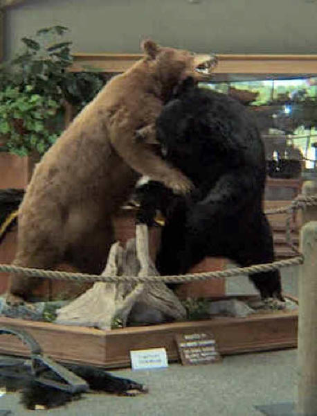 Bear Display at the Visitors Center