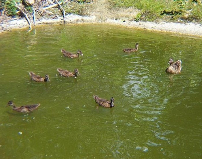 Mallard Hen with Ducklings