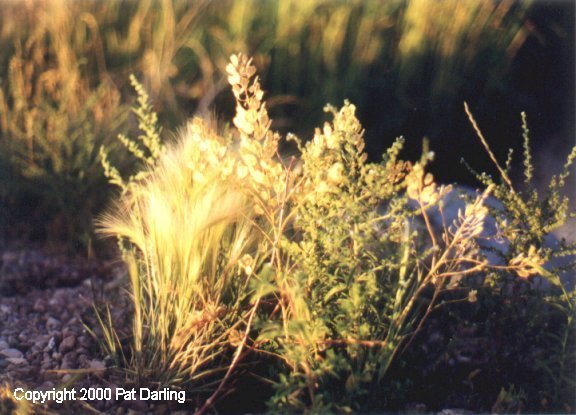 Weeds-Western Montana Style