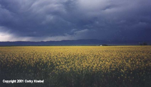 Mustard Along Highway 287