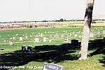 t_carbon-rockvale-cemetery-2.jpg (3018 bytes)