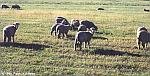 t_custer-domestic-sheep.jpg (2817 bytes)