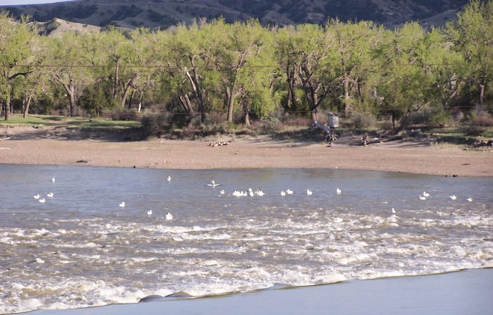 Pelicans on the Yellowstone River at Intake, Dawson County, Montana