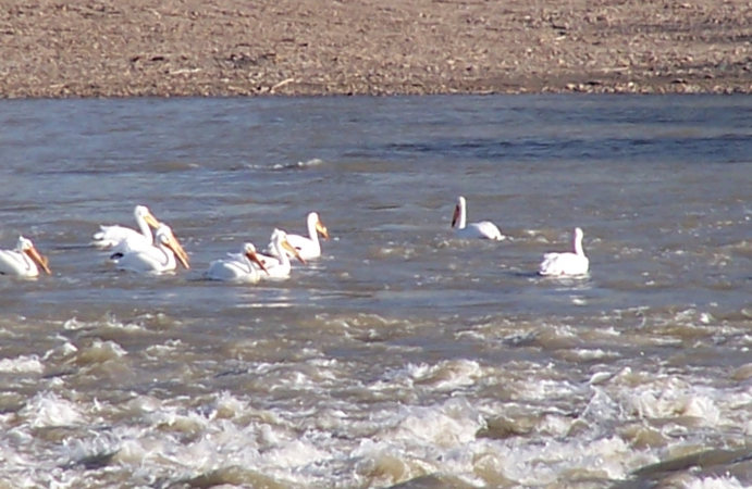 Pelicans on the Yellowstone River at Intake, Dawson County, Montana
