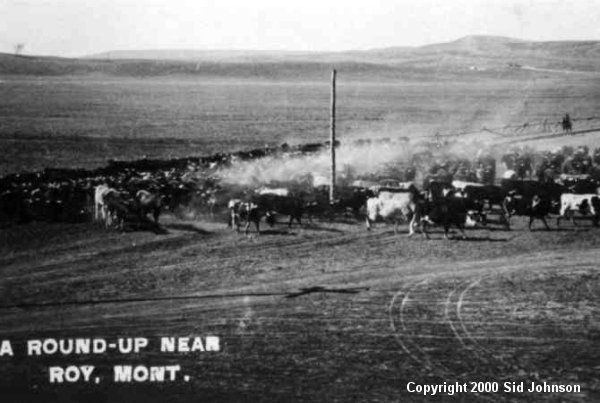 Cattle Roundup Near Roy