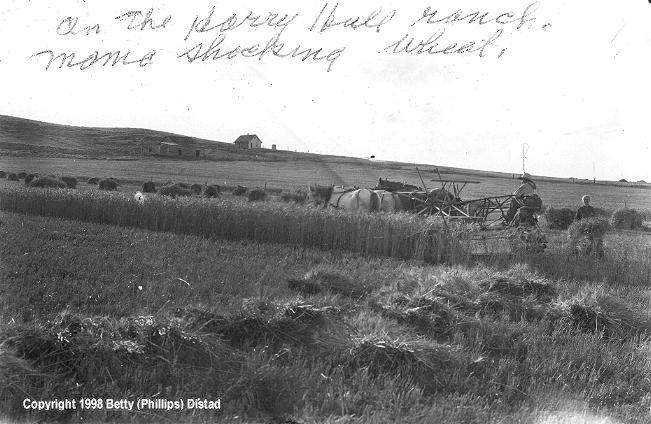 Shocking Wheat on the Harry Hull Ranch