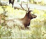 t_gallatin-west-yellowstone-elk.jpg (3993 bytes)