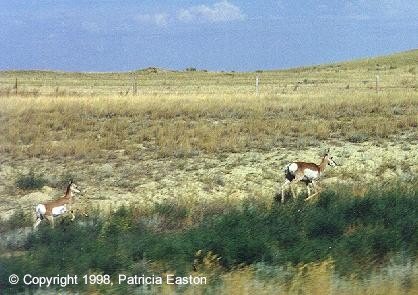 Antelope Doe and Fawn