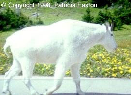 Mountain Goat, Logan Pass, Glacier National Park