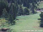 t_glacier-park-grizzly.jpg (3021 bytes)