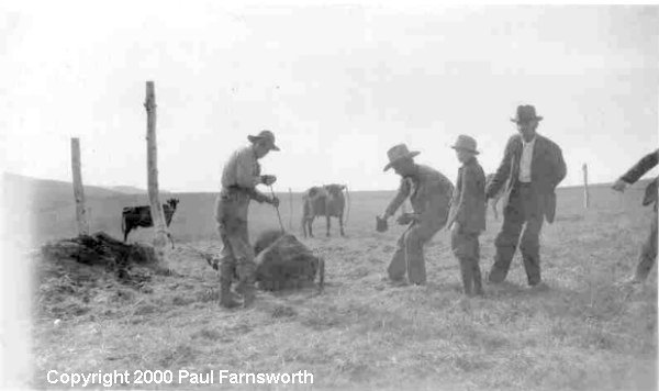 Branding at the Rendler Ranch, Meagher County, Montana