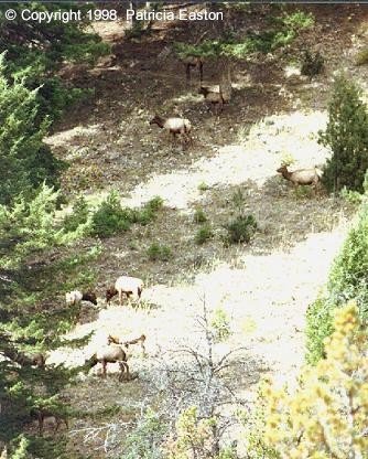 Elk Herd