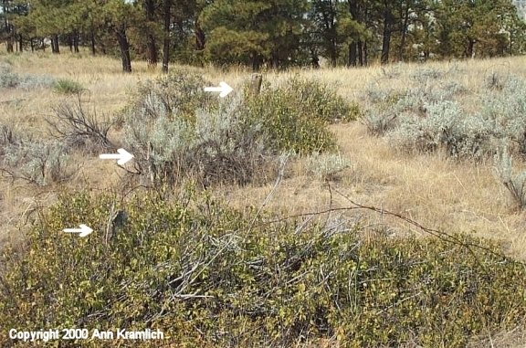 Nordahl Burial Site