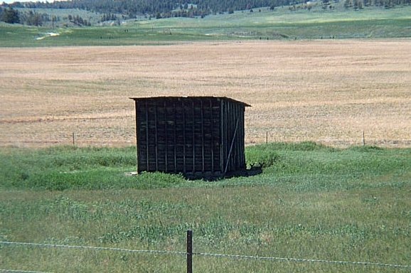 Deer Laying Beside Shed