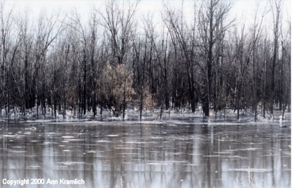 Ice on the Old Musselshell River Bed