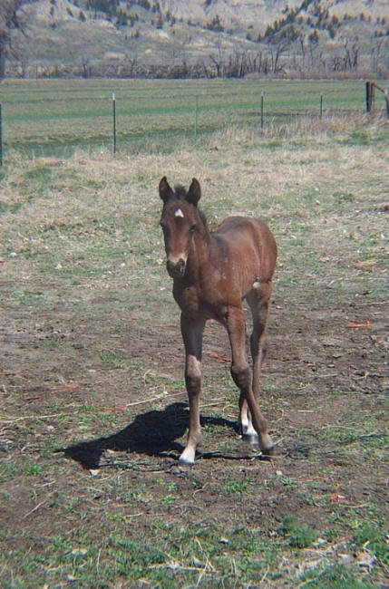 New Colt, Musselshell River, Petroleum County, Montana