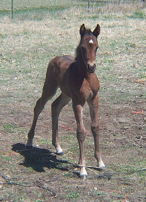 New Colt, Musselshell River, Petroleum County, Montana