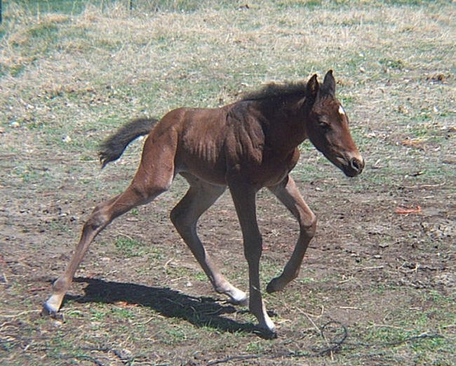 New Colt, Musselshell River, Petroleum County, Montana