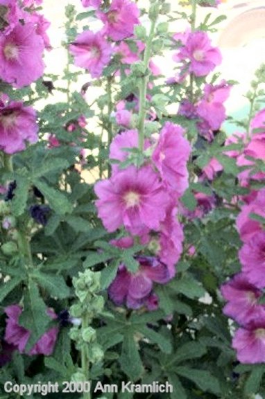 Hollyhocks in Winnett