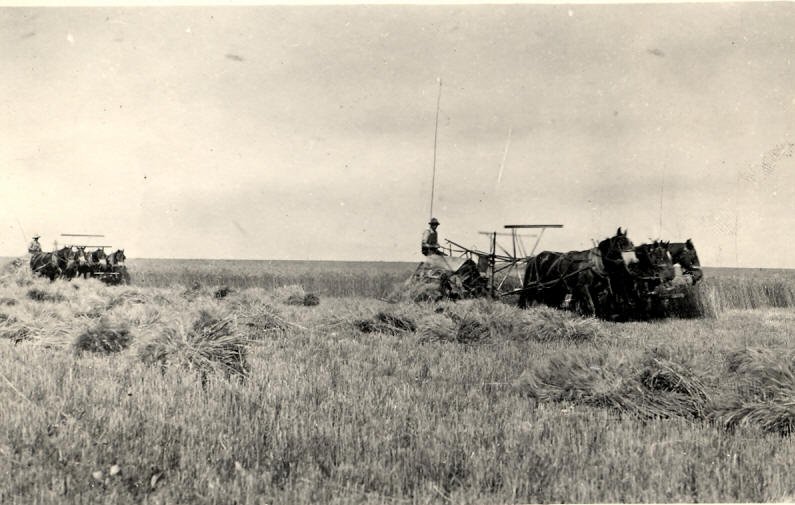 Harvest, Valier, Pondera County, Montana
