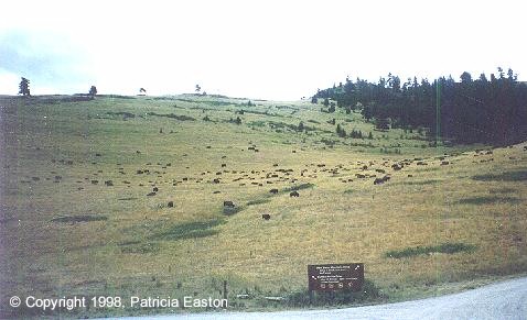 sanders-bison-wildlife-range.jpg (43972 bytes)