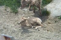 Bighorn Sheep Baby