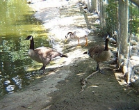 Canada and Other Geese