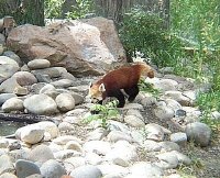 Red Panda