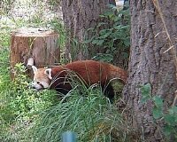 Red Panda
