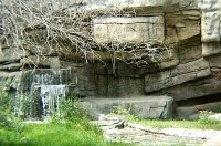 Siberian Tiger Habitat