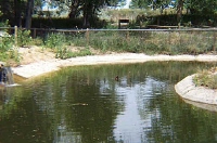 Waterfowl Pond and Duck