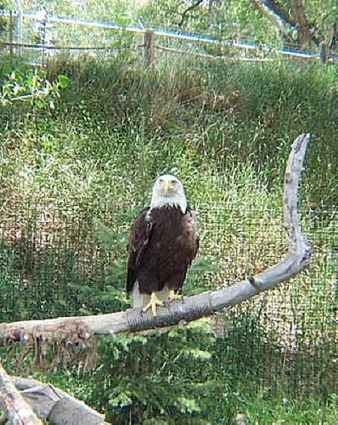Bald Eagle