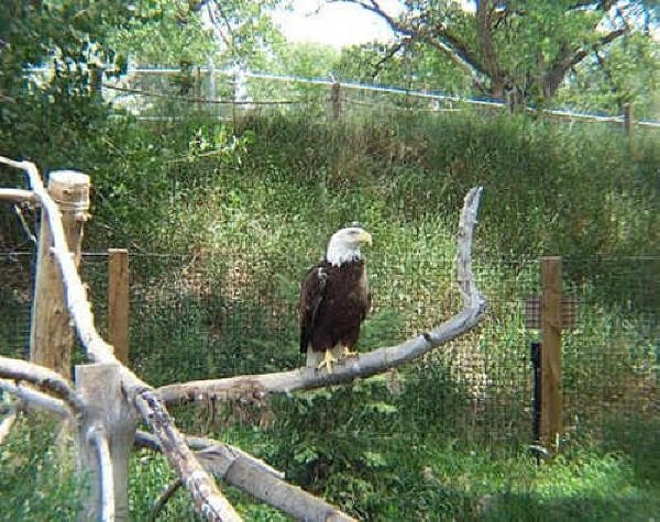 Bald Eagle