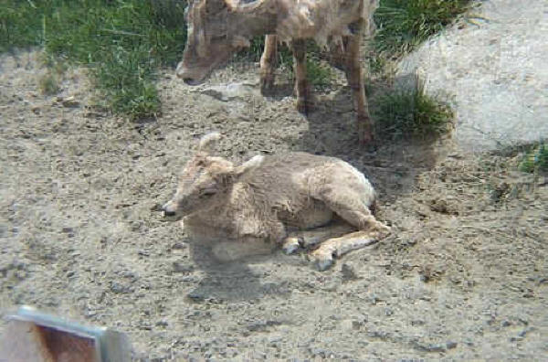 Bighorn Sheep Mother and Baby