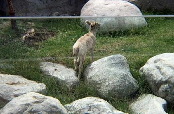 Big Horn Sheep Baby 