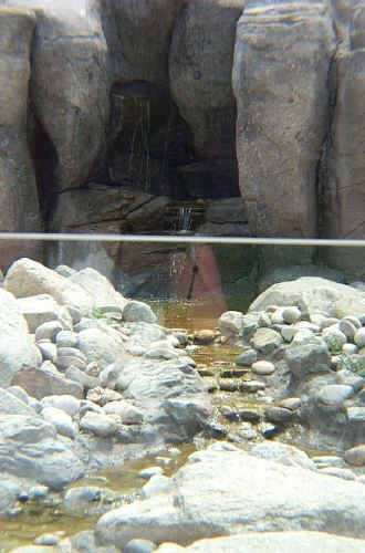 Bighorn Sheep Habitat