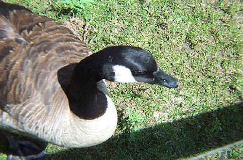 Canada Goose