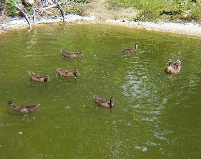Mallard Hen with Ducklings