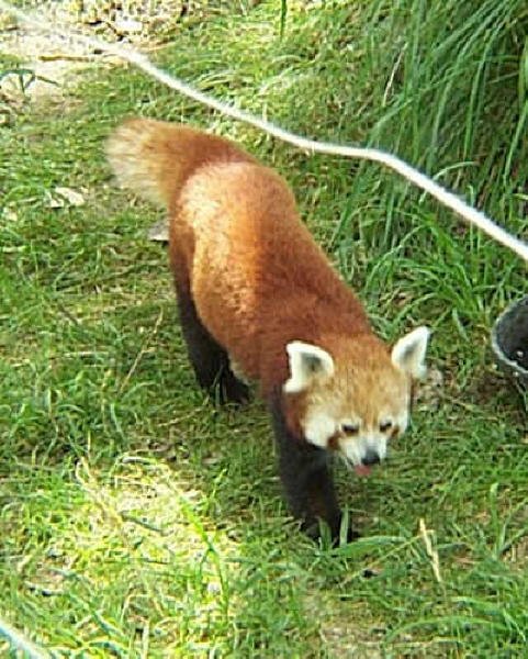 Red Panda
